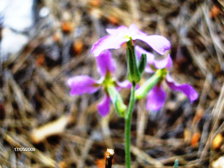 Matthiola incana